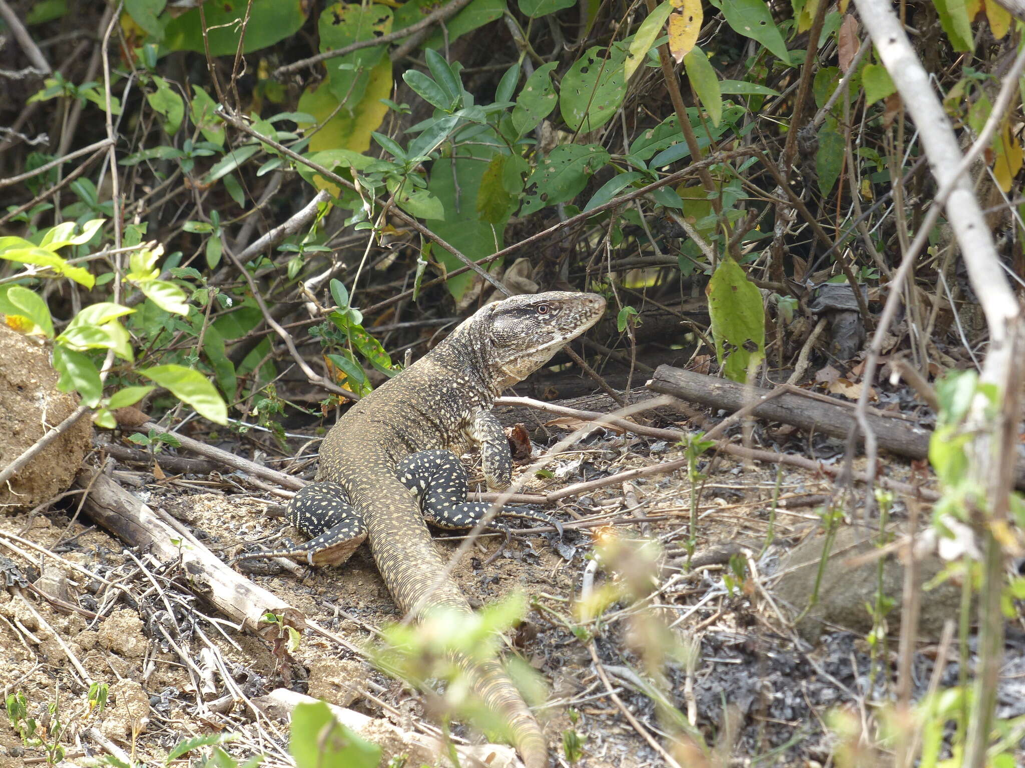 صورة Callopistes flavipunctatus (Duméril & Bibron 1839)