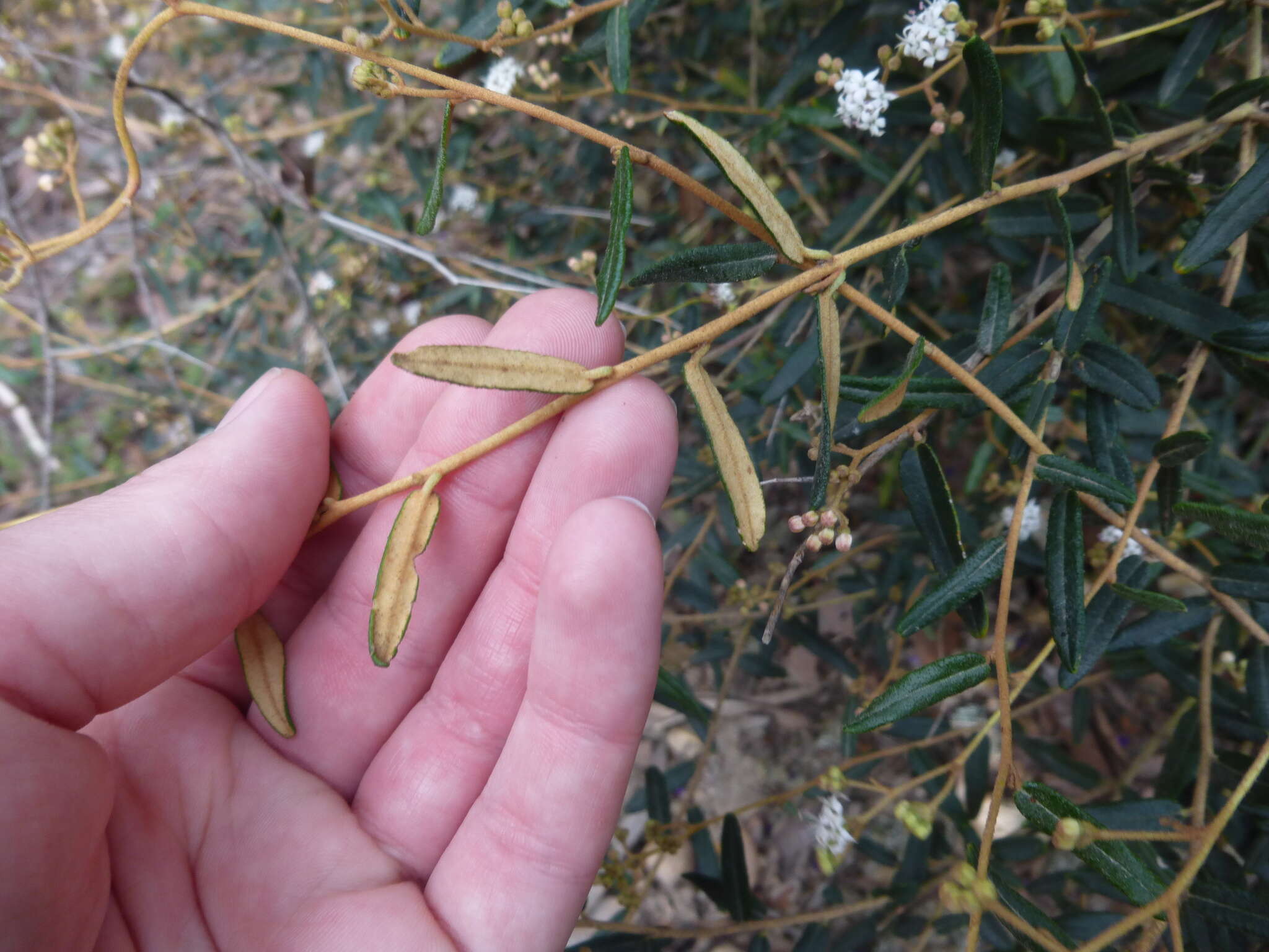 صورة Astrotricha ledifolia DC.