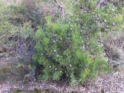 Image of Isopogon anethifolius (Salisb.) Knight