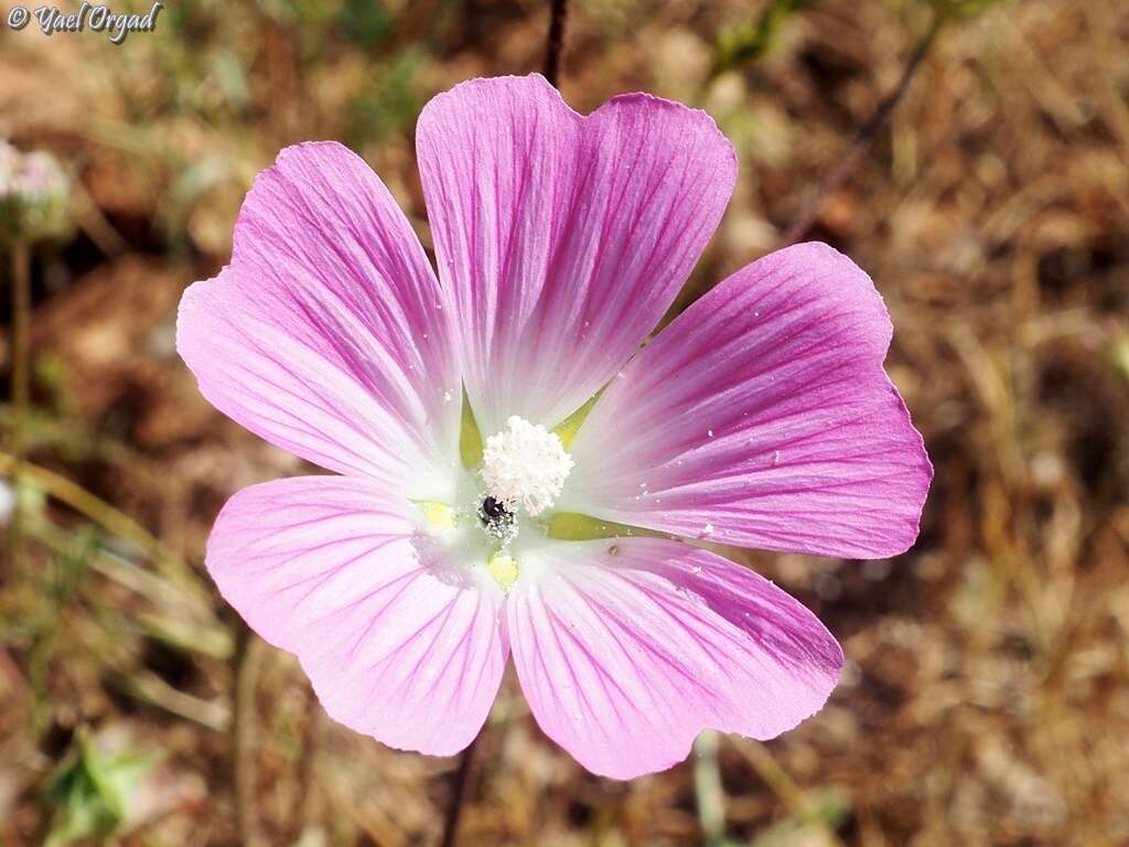 Sivun Malva punctata (All.) Alef. kuva