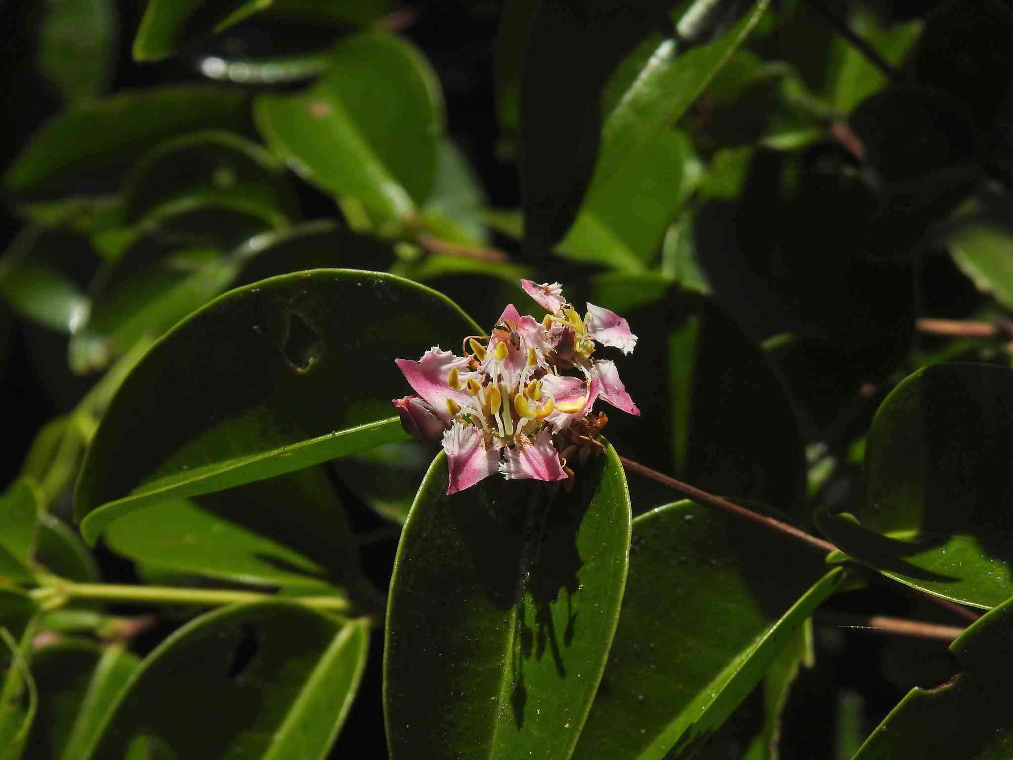 Image of Mouriri guianensis Aubl.