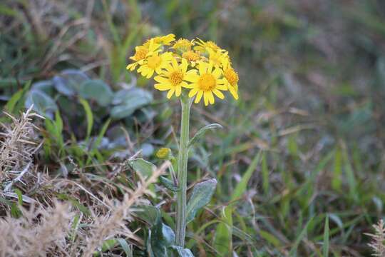 Imagem de Tephroseris integrifolia subsp. maritima (Syme) B. Nord.