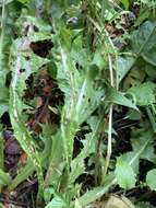 Image of Dandelion gall wasp