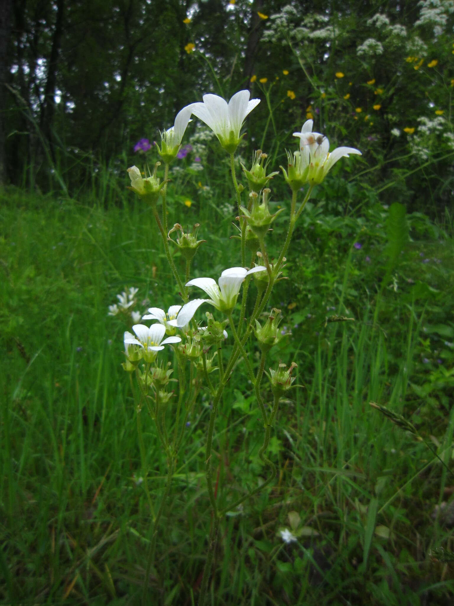 Plancia ëd Saxifraga granulata L.