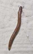 Image of Blunt-tailed Snake Millipede