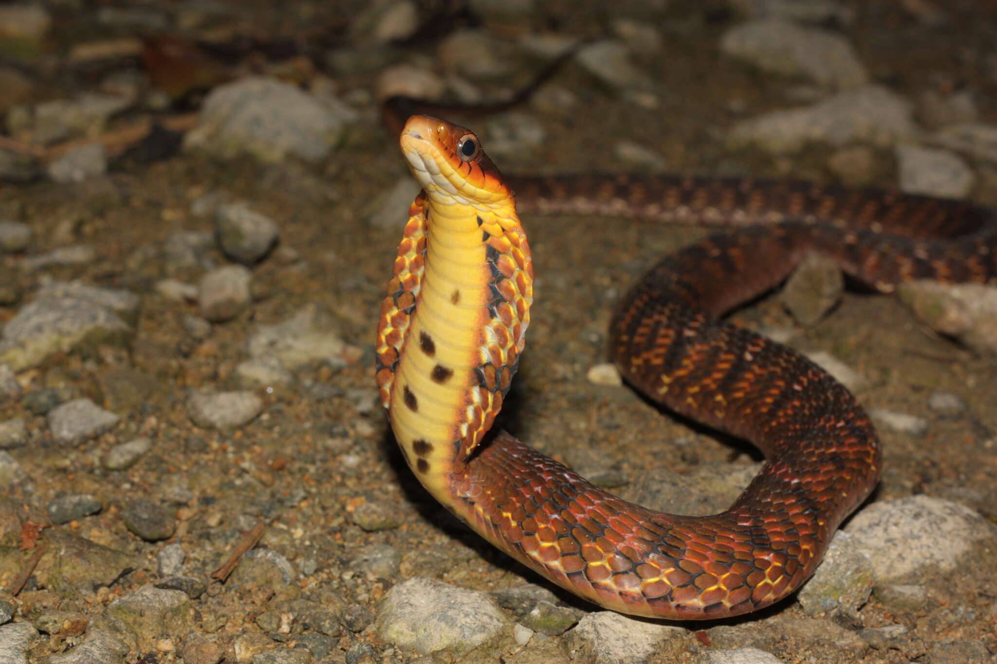 Image of Big-eyed mountain keelback