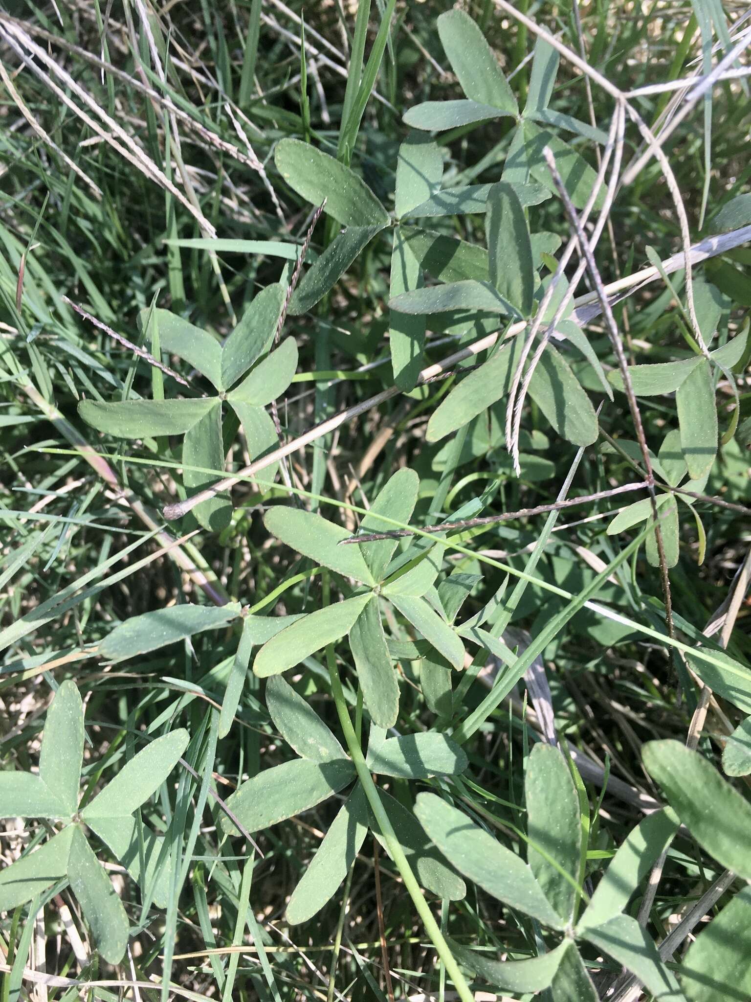 Image of Oxalis bipartita A. St.-Hil.