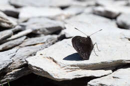 Image of Lefèbvre’s Ringlet