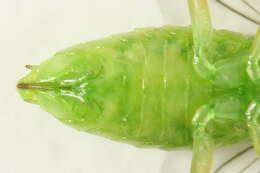 <i>Euura oligospila</i>的圖片