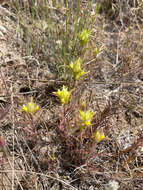 Plancia ëd Orthocarpus barbatus J. S. Cotton