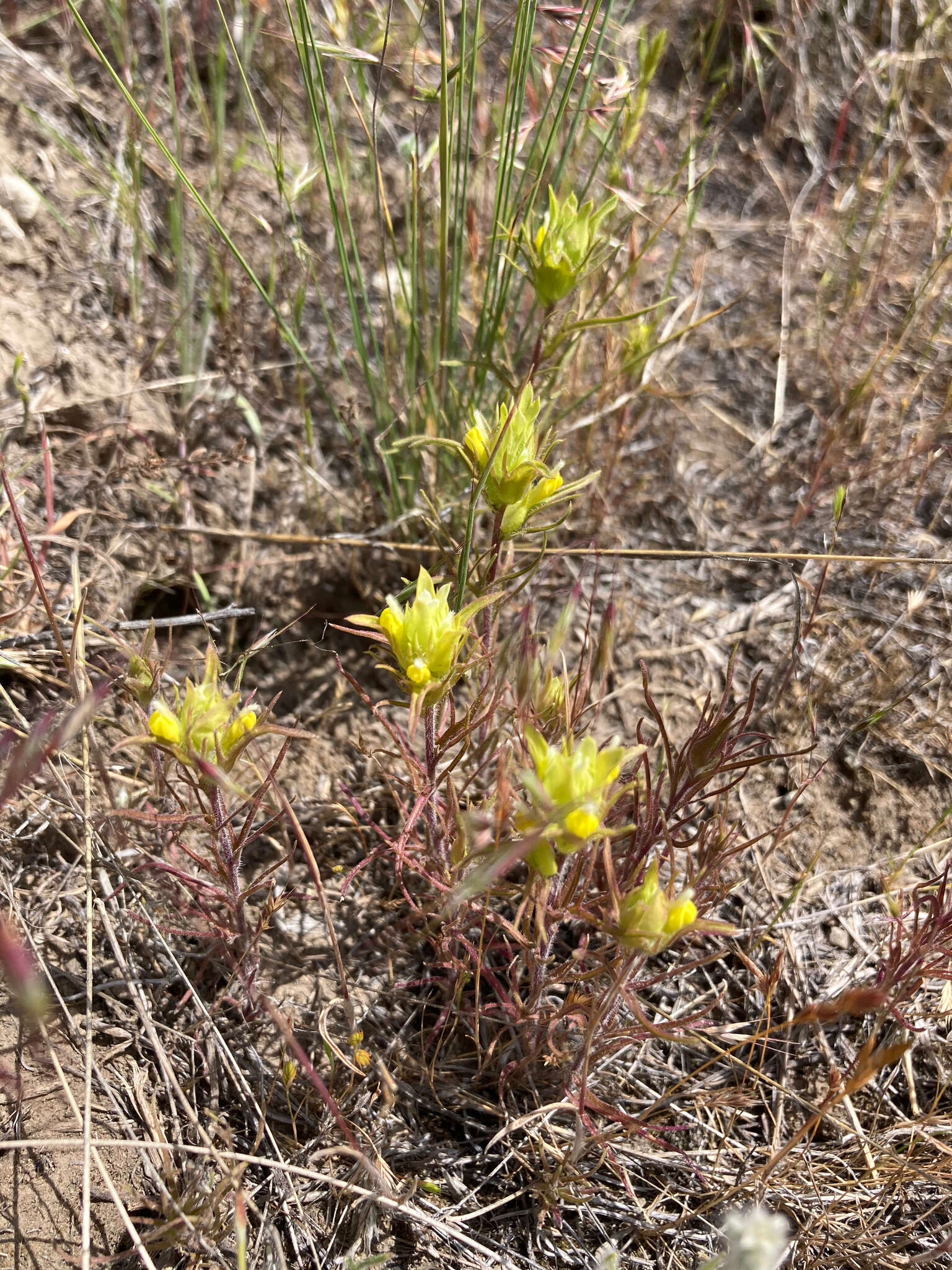 Слика од Orthocarpus barbatus J. S. Cotton