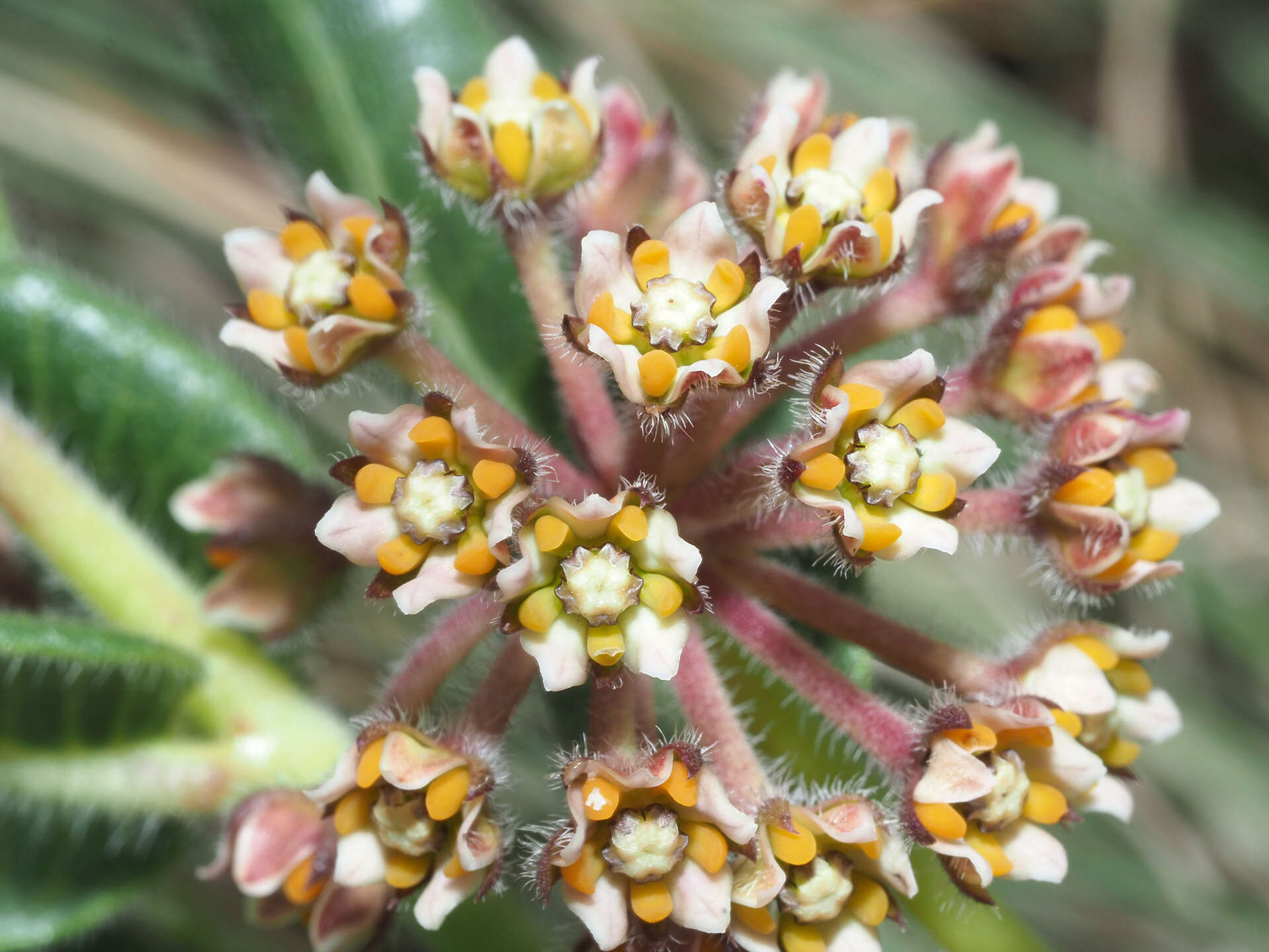 Image de Xysmalobium parviflorum Harv. ex Scott Elliott