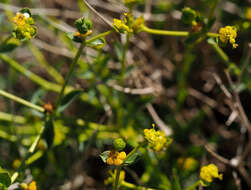 Image of Euphorbia erinacea Boiss. & Kotschy