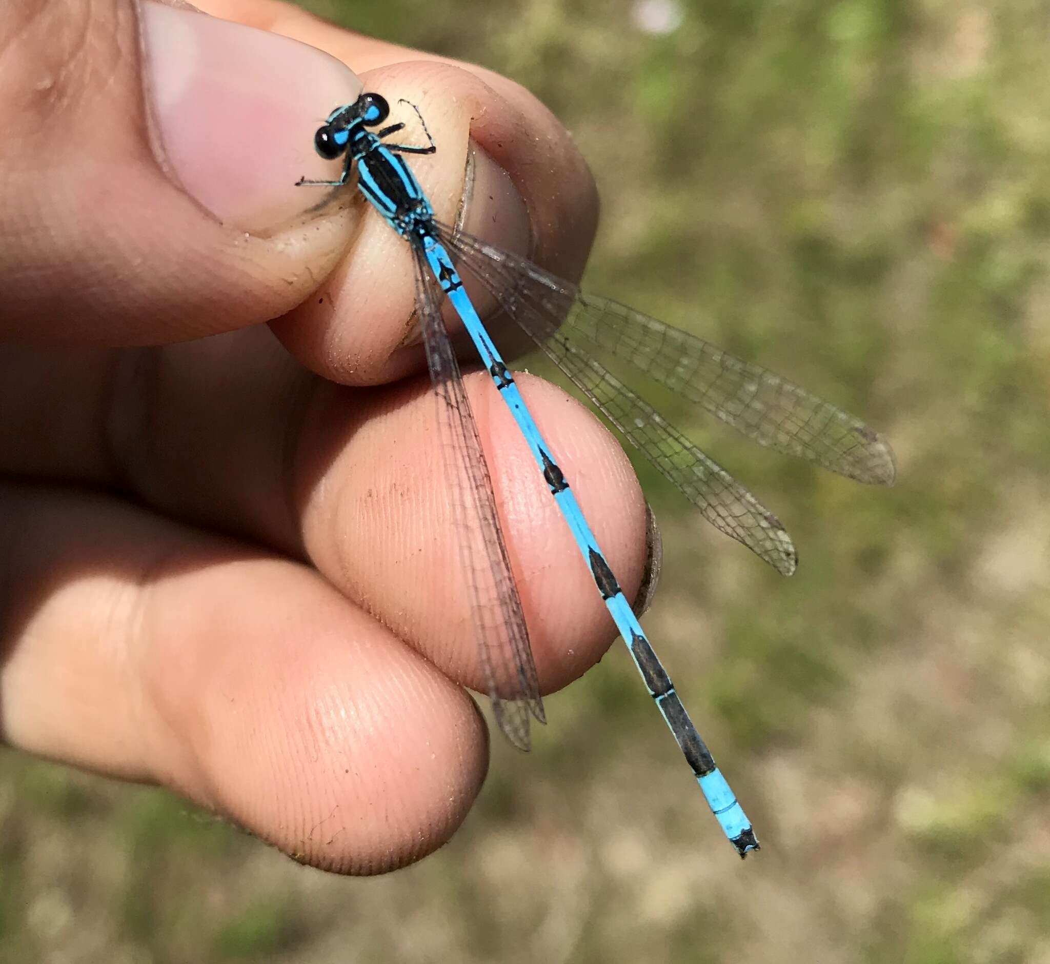 Coenagrion lanceolatum (Selys ex Selys & McLachlan 1872) resmi