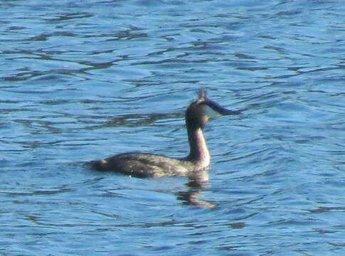 Image of Podiceps cristatus infuscatus Salvadori 1884