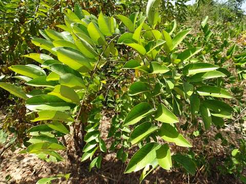 Image of Drumstick Tree