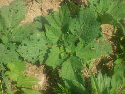 Image of strawberry-tomato