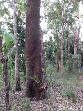 Image of Eucalyptus leptophleba F. Müll.