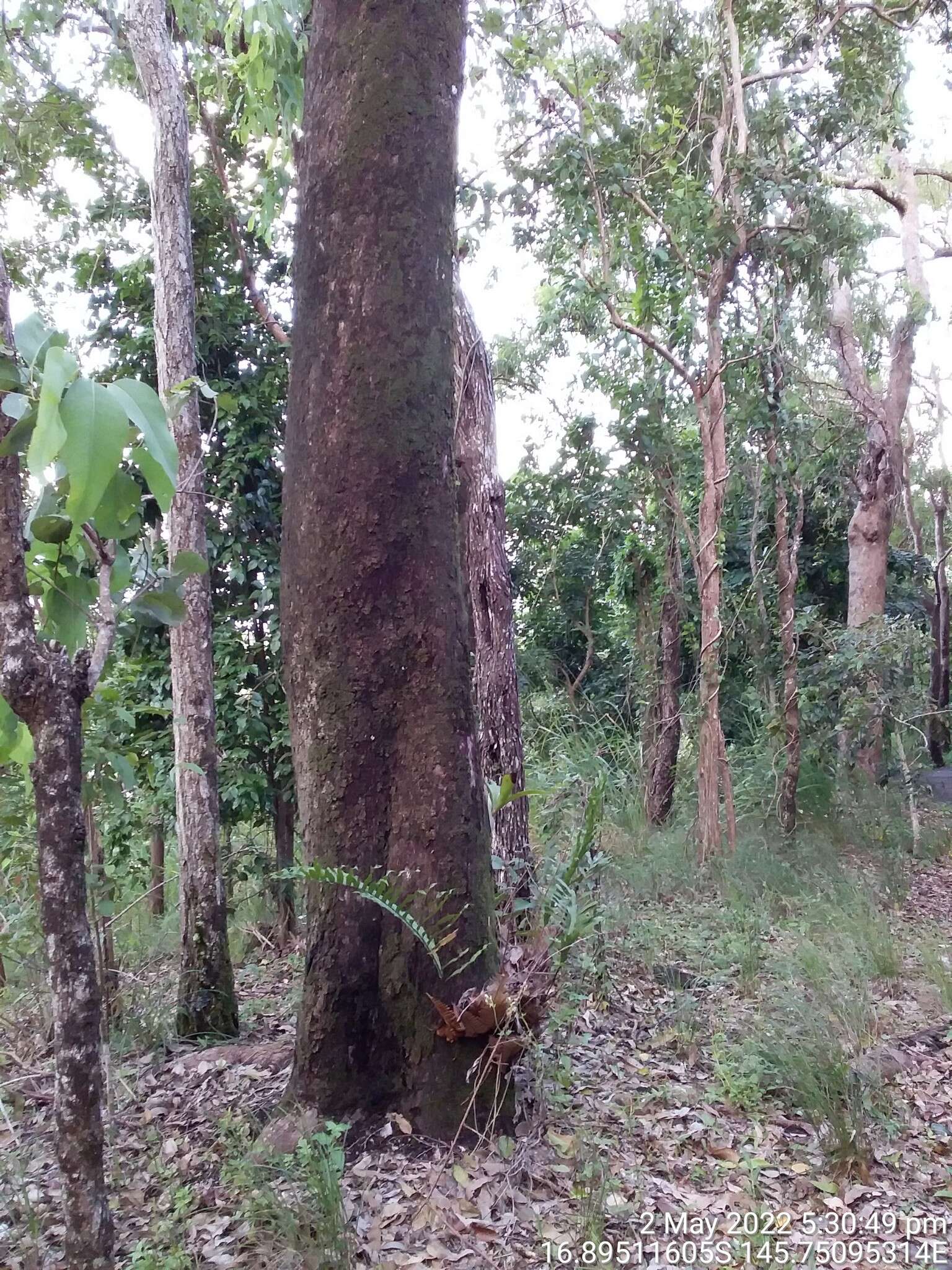 Image de Eucalyptus leptophleba F. Müll.