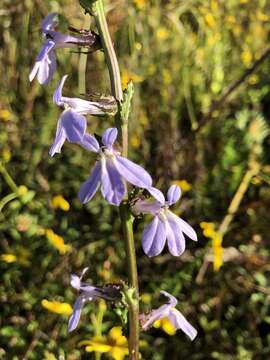 Image de Lobelia georgiana McVaugh