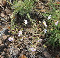 Imagem de Chamaerhodos trifida Ledeb.