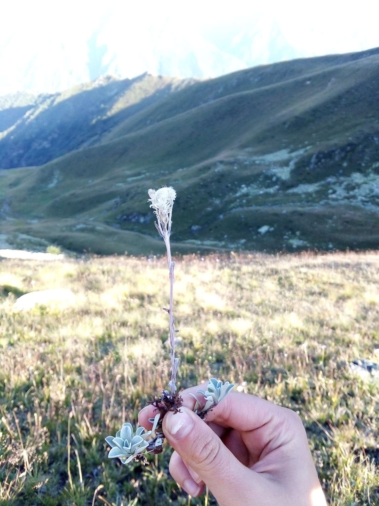 Image of Antennaria caucasica A. Boriss.