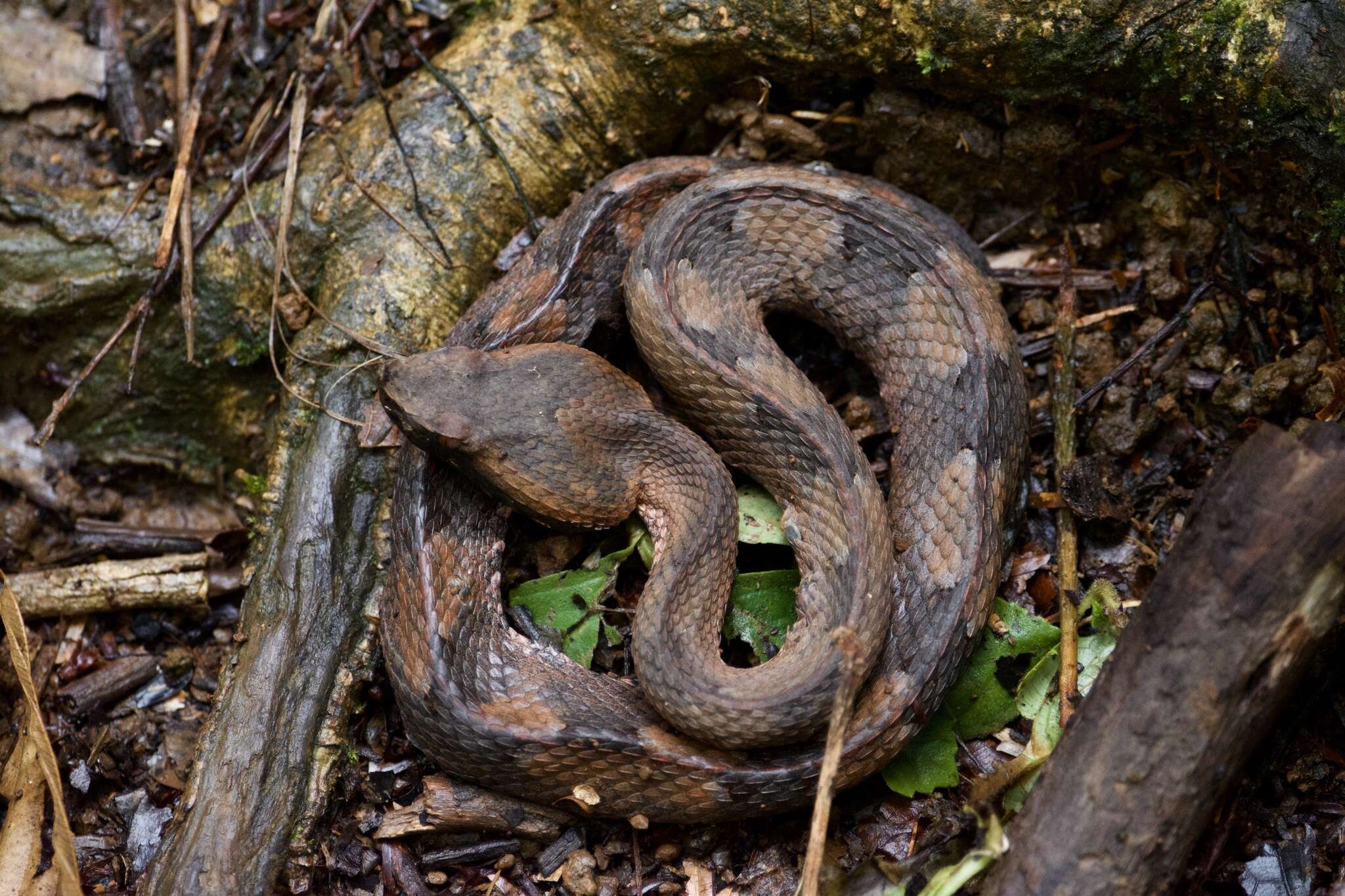 Image of Hognosed Pit Viper