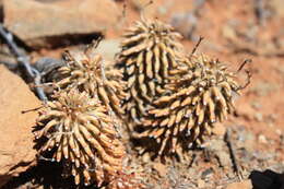 Euphorbia hypogaea Marloth resmi