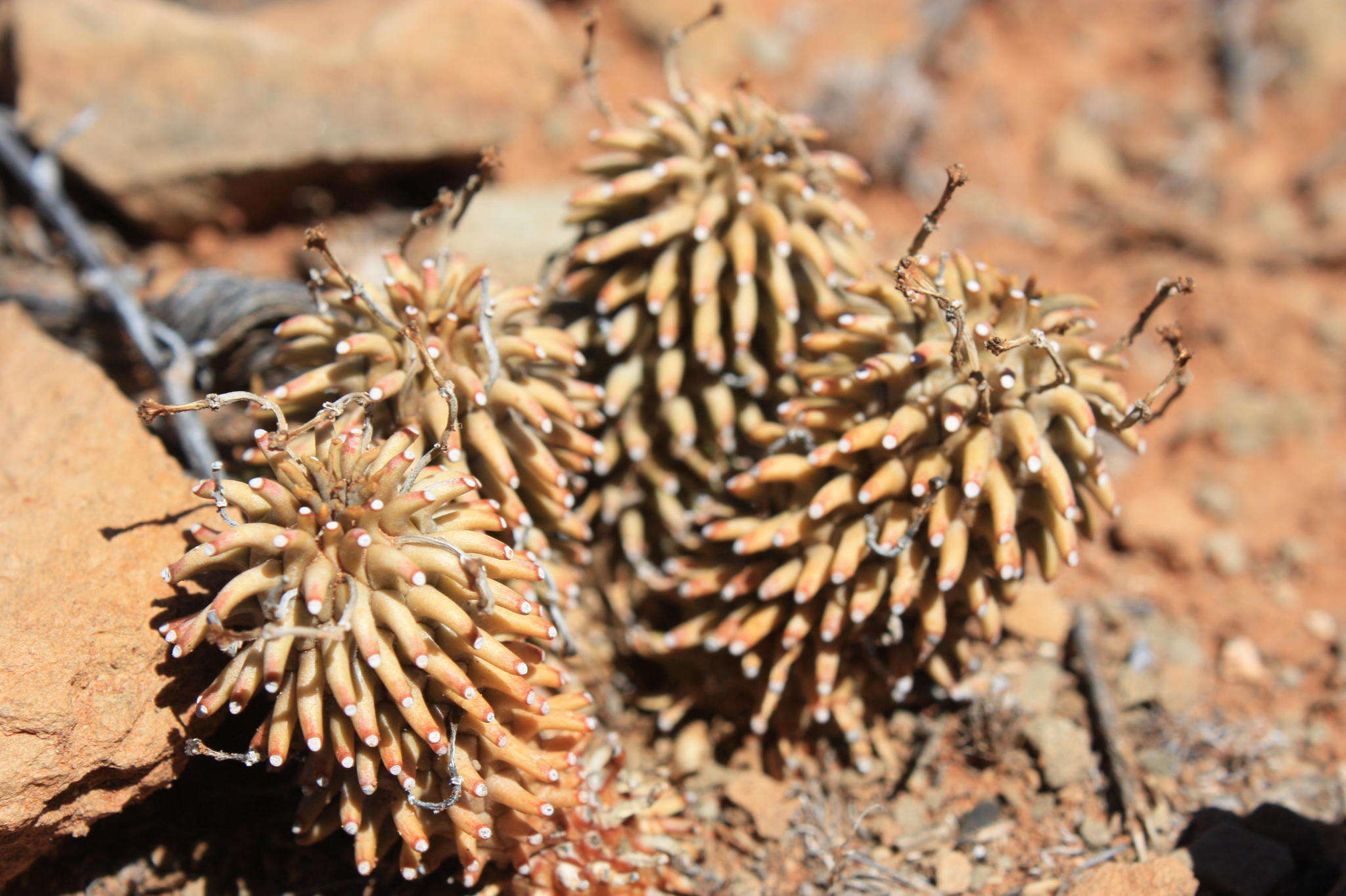 Euphorbia hypogaea Marloth resmi