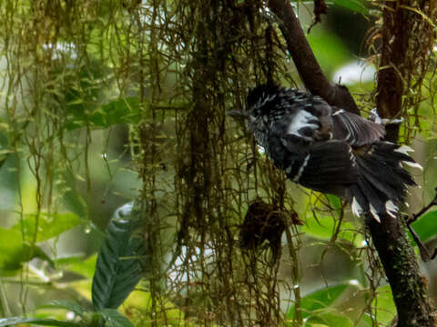 Image of Ochre-rumped Antbird