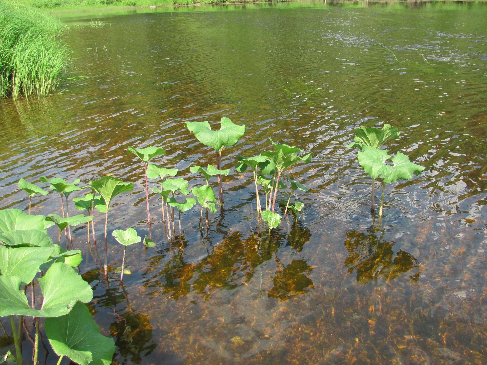 Image of Petasites radiatus (Gmel.) J. Toman