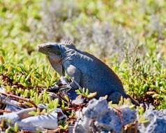 Image of Cyclura rileyi rileyi Stejneger 1903