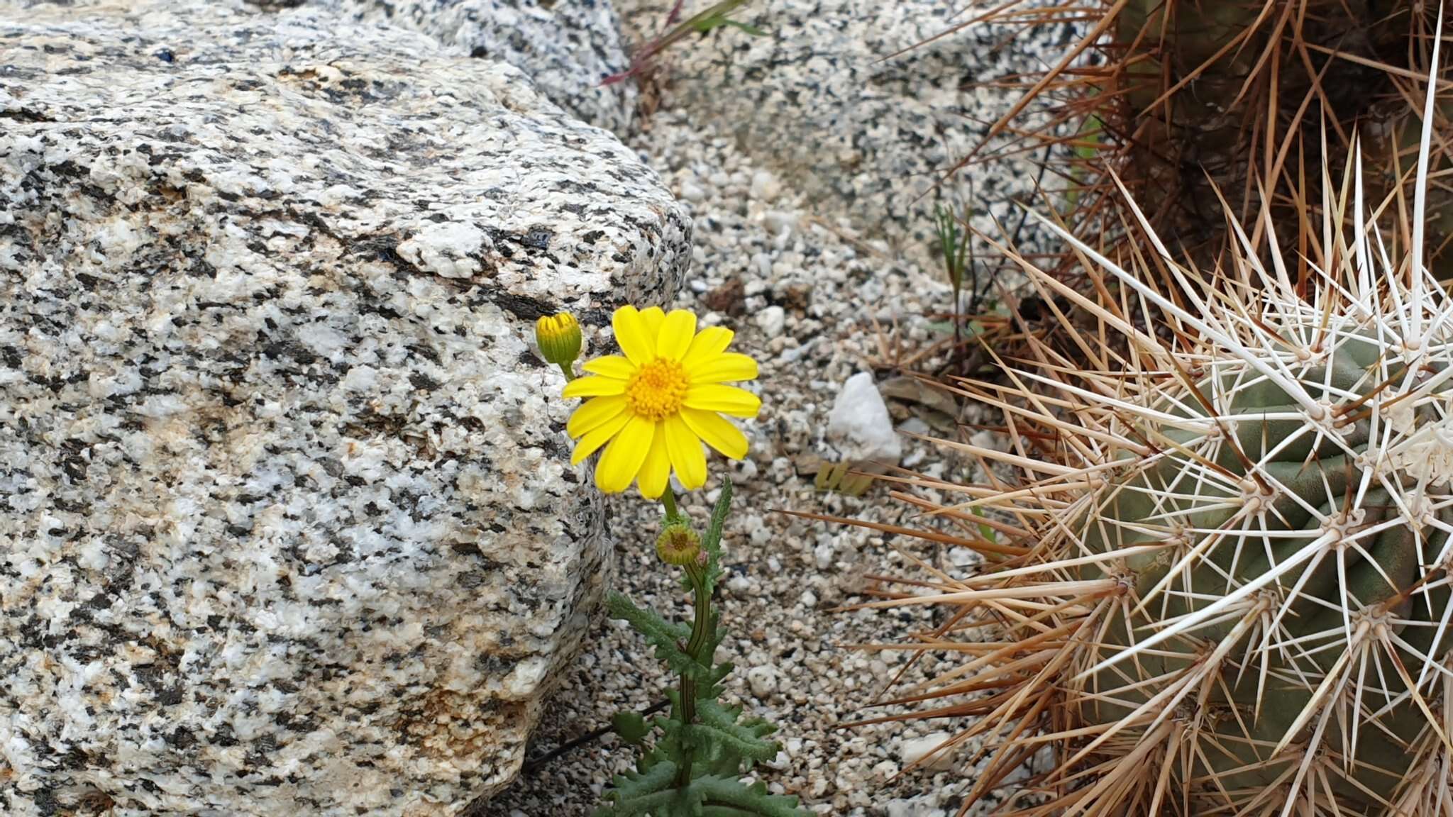 Image of California ragwort