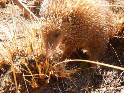 صورة Tenrec Lacépède 1799