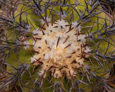 Image of Copiapoa longistaminea F. Ritter