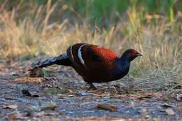 Image of Hume's Bar-tailed Pheasant