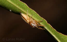 Image of Wedoquella macrothecata Galiano 1984