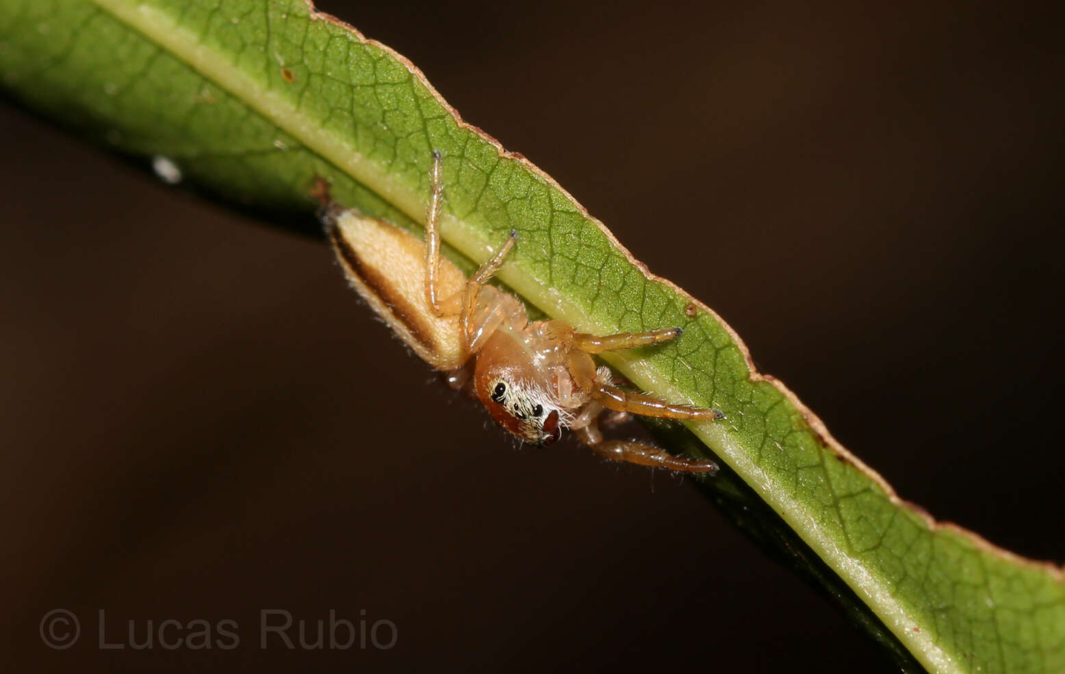 Image of Wedoquella macrothecata Galiano 1984