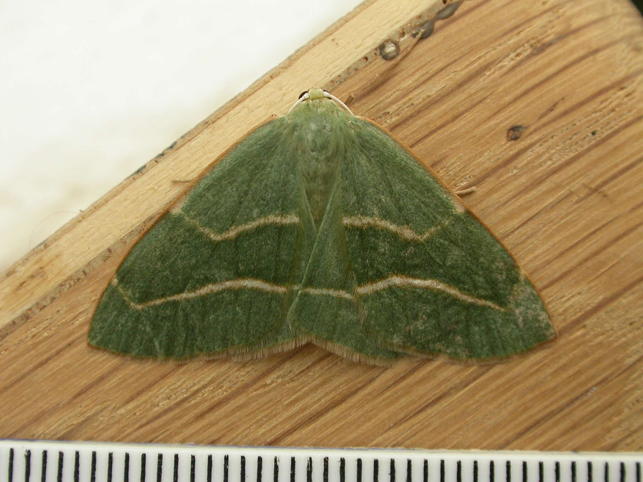 Hylaea fasciaria Linnaeus 1758的圖片