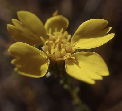 Image of San Joaquin tarweed