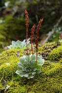 Image of hens and chicks