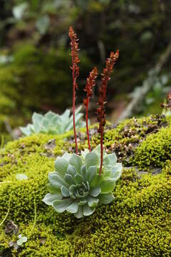 Image of hens and chicks