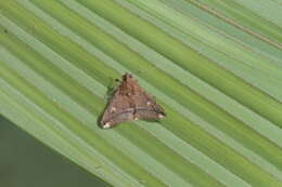 Image of Tarista albiapicalis Schaus 1916