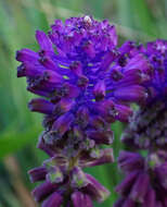 Image of Leopoldia tenuiflora (Tausch) Heldr.