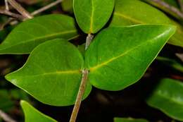 Image of Oxera neriifolia subsp. neriifolia