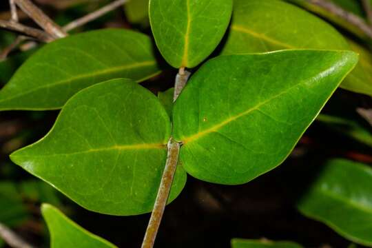 Image of Oxera neriifolia (Montrouz.) Beauvis.