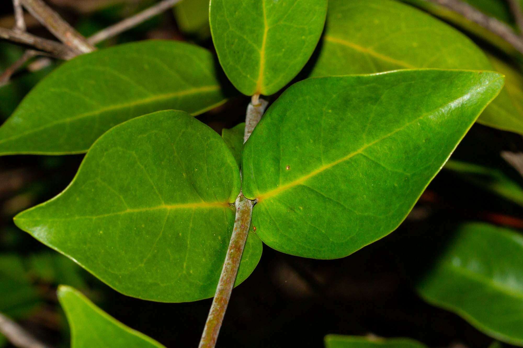 Image of Oxera neriifolia subsp. neriifolia