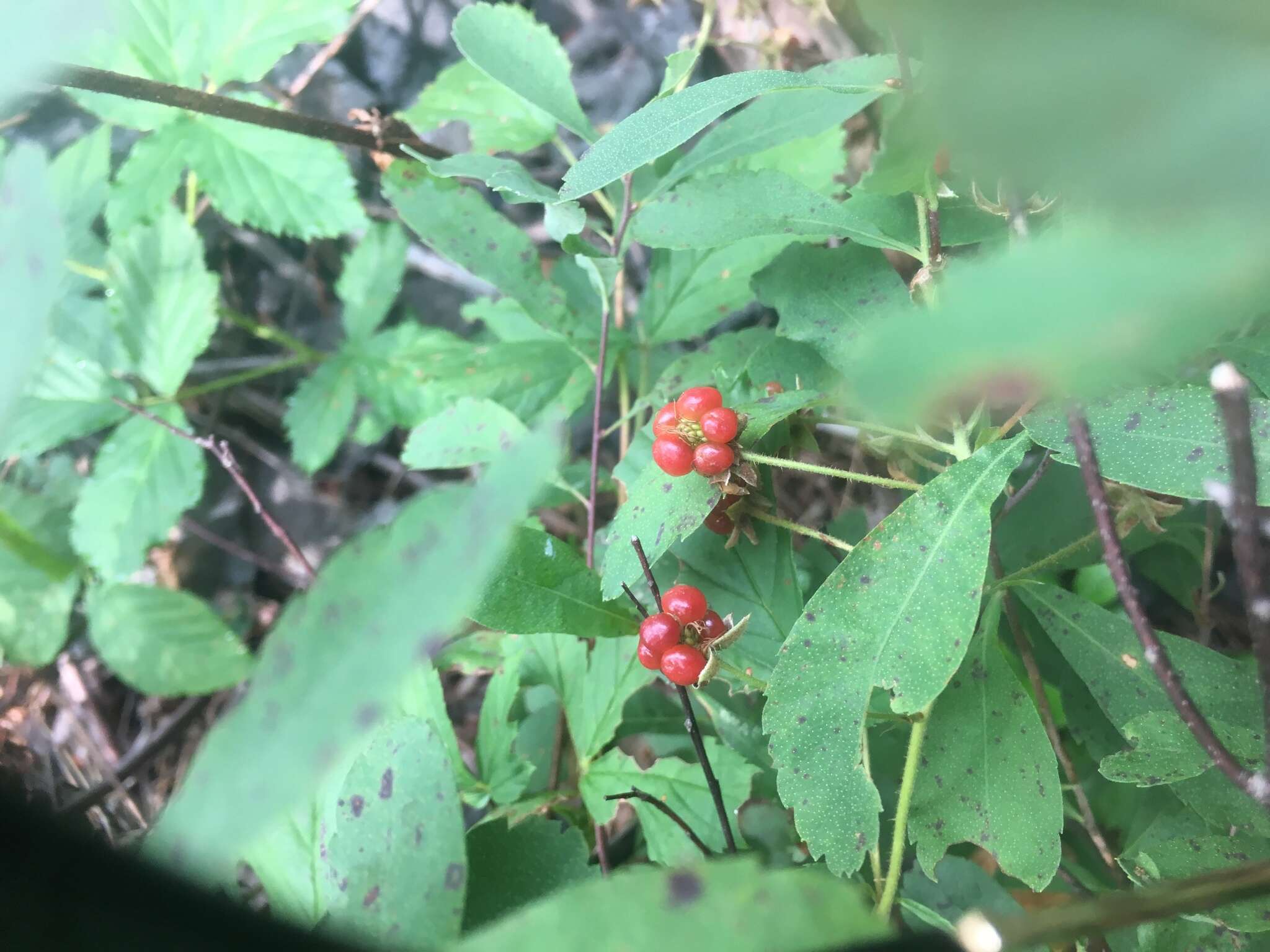 Image of <i>Rubus <i>pubescens</i></i> f. pubescens