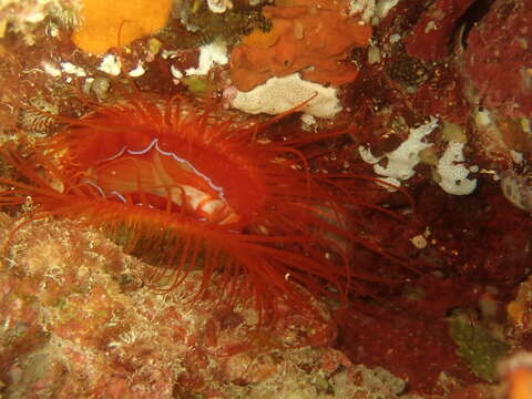 Image of Electric Flame Scallop