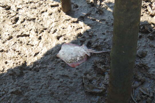 Image of Common Stingray